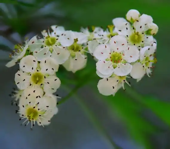 标题:春红落尽独自开——山里红