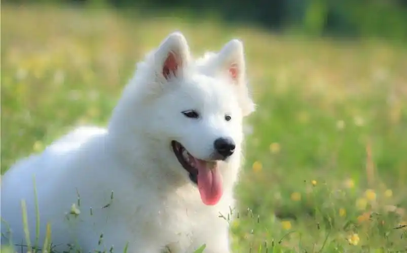 "微笑天使"萨摩耶真的是在笑吗?狗狗的表情还有其他含义|萨摩耶|微笑|