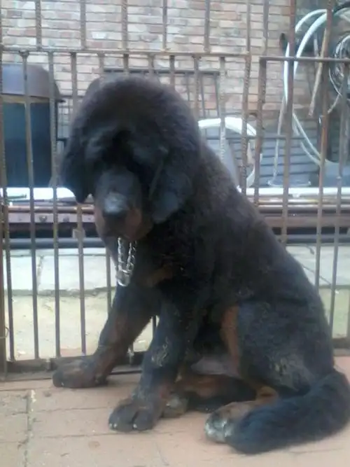 大家帮我看看这只藏獒怎么样,值多少钱,不懂的别说了.