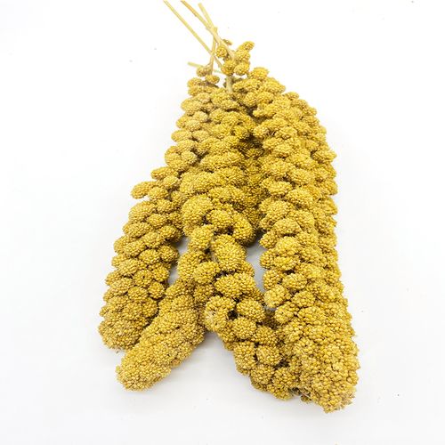 零食适用小型鹦鹉鸟类黄色小米天然谷穗鸟食其他