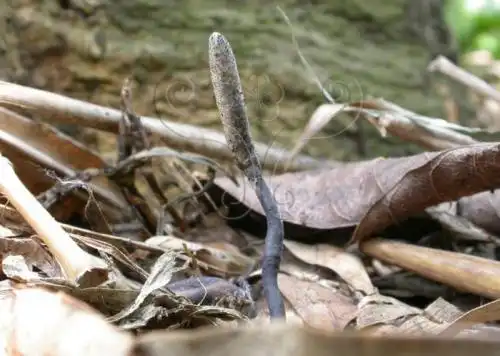 请问这是什么菌?参