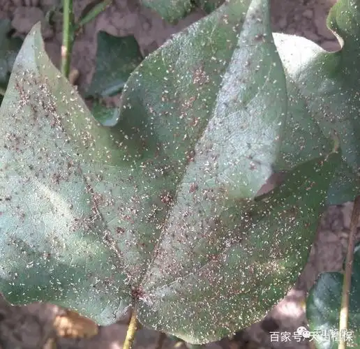 棉花发生蚜虫危害植株生长,这些技巧要掌握好,棉花品质会更好
