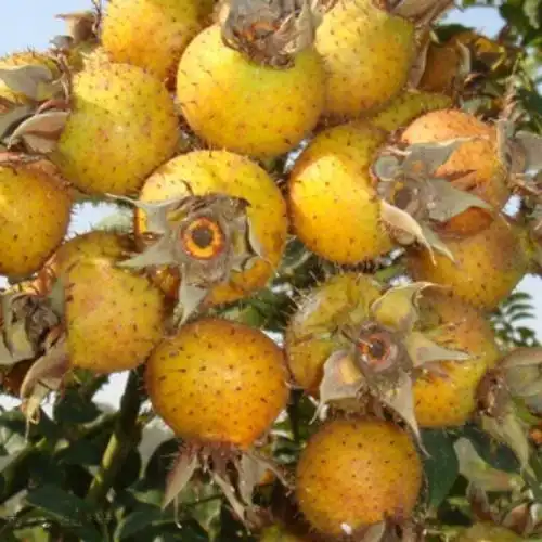 精选毕节刺梨水果王野生刺梨子新鲜贵州特产泡水泡酒煮粥 新鲜已过季