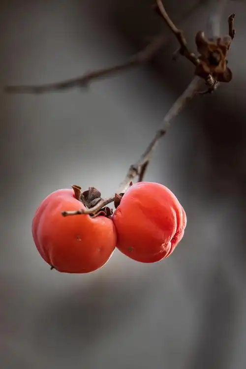 柿柿如意 心想柿成