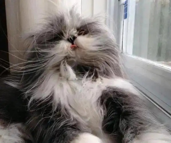 一只猫能有多"潦草",直到看到了这只"可爱的鳌拜"_网易订阅