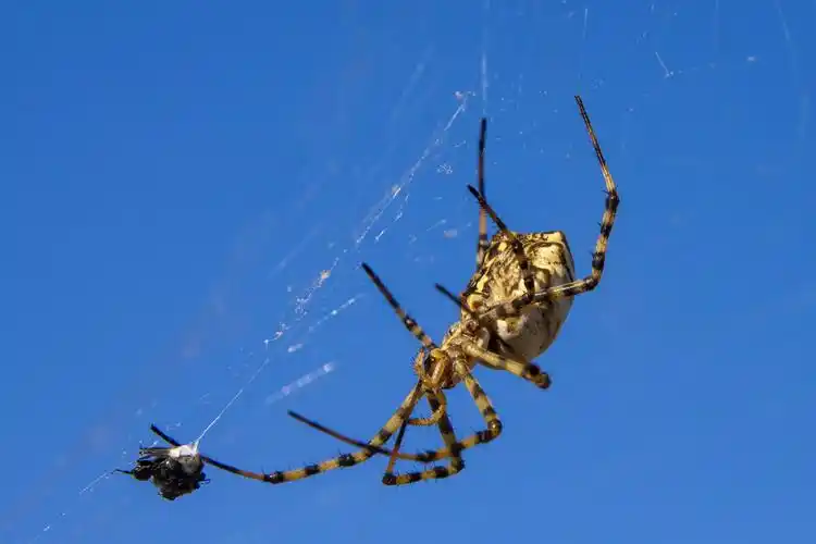 各种颜色有毒的蜘蛛图片第13张