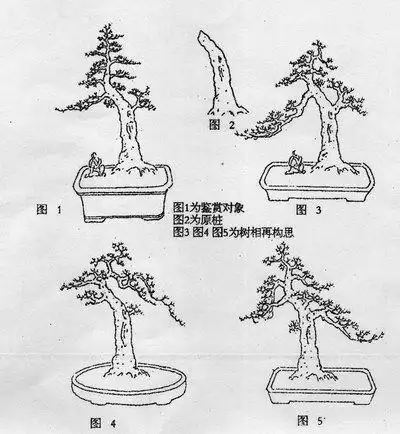 榕树图片盆景简笔画(榕树简笔画图片大全)_来养植物网