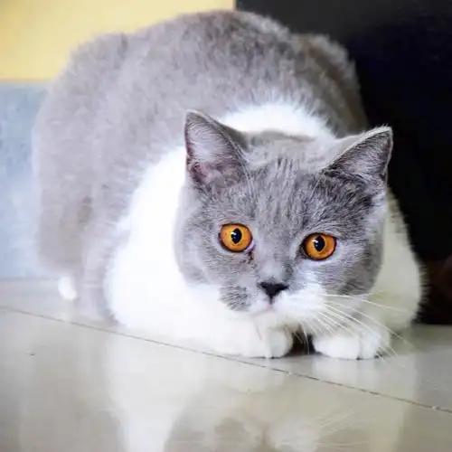 自带琥珀色美瞳的喵星人