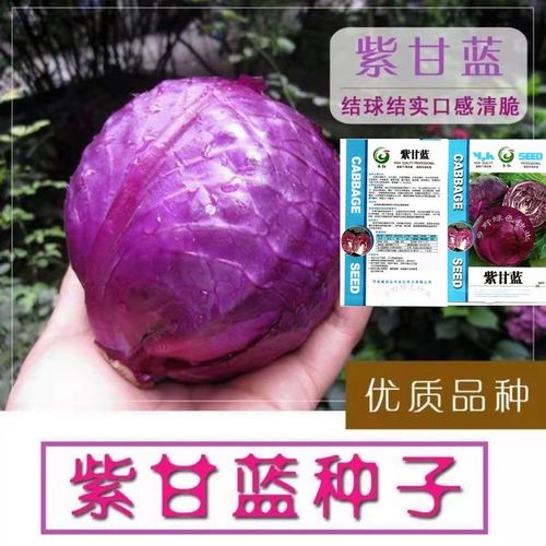 紫甘蓝种子紫甘兰结球包心菜包菜种籽四季播大田高产抗病蔬菜种子
