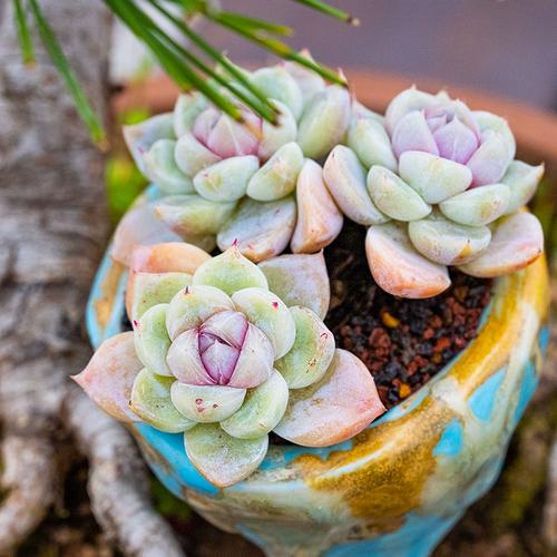 snow雪兔bunny韩国原种多肉植物家庭绿植echeveria