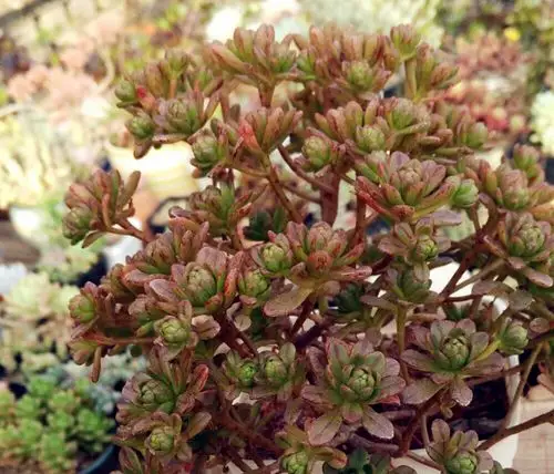 多肉老桩小人祭日日本小松植物办公办公室室内多肉植物