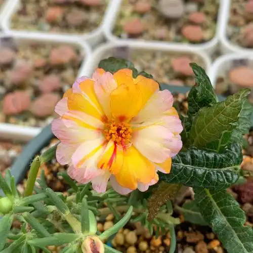 宿根重瓣太阳花以后我又拥有半重瓣太阳花啦