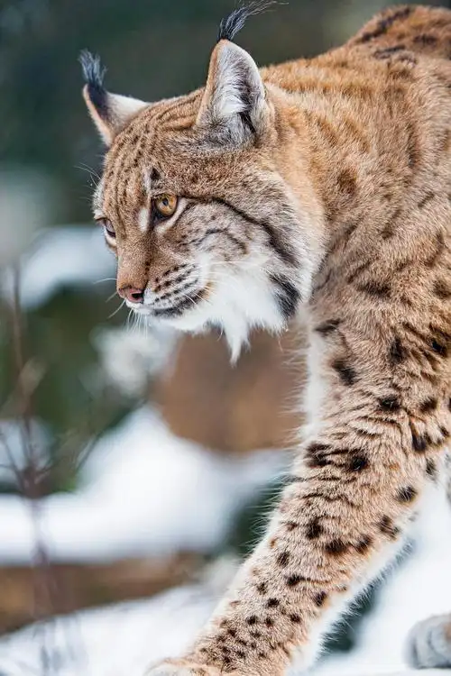 twitter推主hourlylynxes分享的猞猁图片(不定期更新