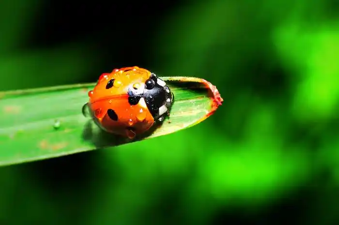 七星瓢虫图片专辑