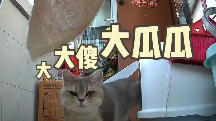 在上班的我,点开监控喊了一声财财,无意打扰到大傻瓜瓜蹲坑了