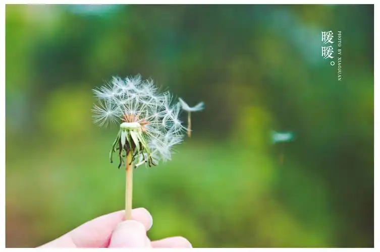 暖暖的花儿,风儿吹着不降落的蒲公英