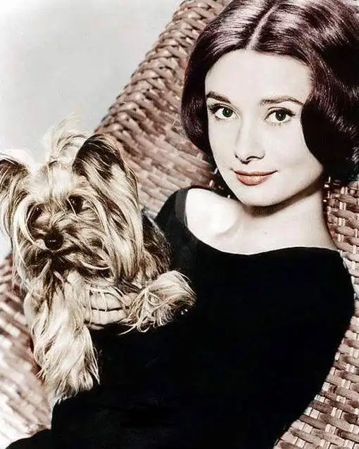 奥黛丽赫本,奥黛丽赫本,奥黛丽赫本 罗马假日,约克夏,爱笑的女子