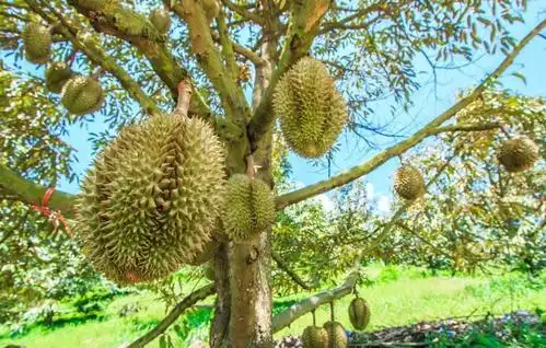 结果后需要三个月才能成熟,没有像图中那么夸张,因为榴莲的生长周期