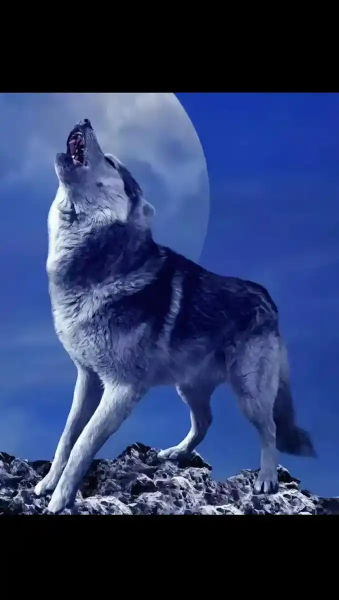 一个独来独往的人  若他不是有狼的野性 那他一定体会体验过人 - 抖音