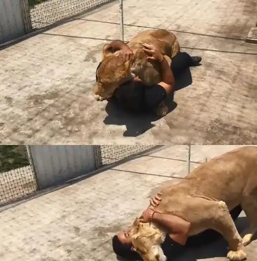 狮子把男子扑倒在地,本以为这下惨了,结果让人泪奔了!