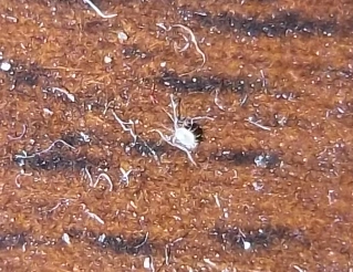 家里很小很小的白虫子哪里来的?