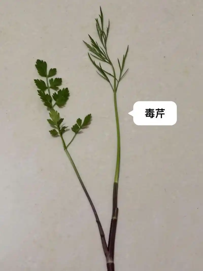 摘了n次野芹菜的我居然摘到毒芹!