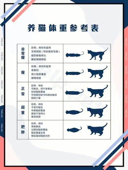 猫咪体重6015猫咪体重参考6015猫咪健康6015