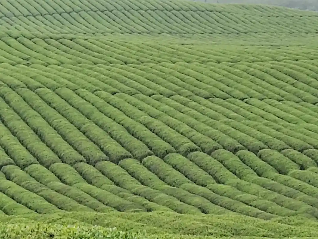 绿茶林.偶然邂逅,让我找回30年前鸡场区的绿坝茶场,如做小屁 - 抖音