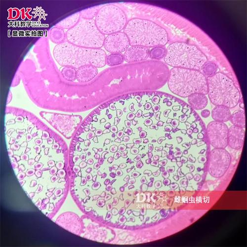 厂家直销高教标准显微镜生物装片高教标准动物切片 雌蛔虫横切