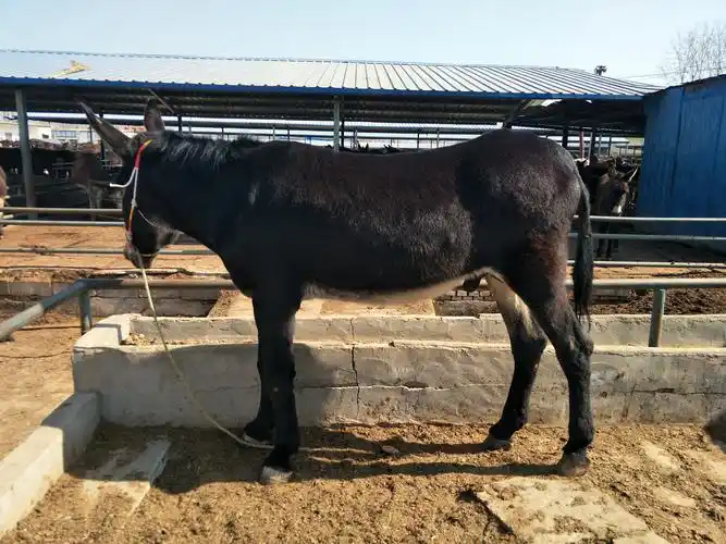 哈尔滨市哪有卖驴的