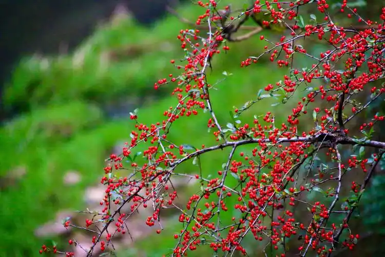 沙棘别名醋柳黄酸刺酸刺柳黑刺酸刺沙棘被日本称为长寿果俄罗斯称为第