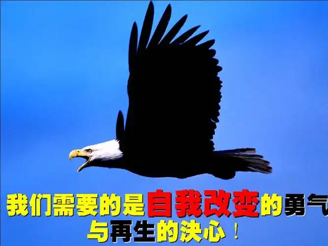 鹰之蜕变(介绍鹰成长的ppt作品)