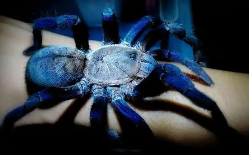泰国金属蓝大成体母开箱安置 进阶捕鸟蛛介绍