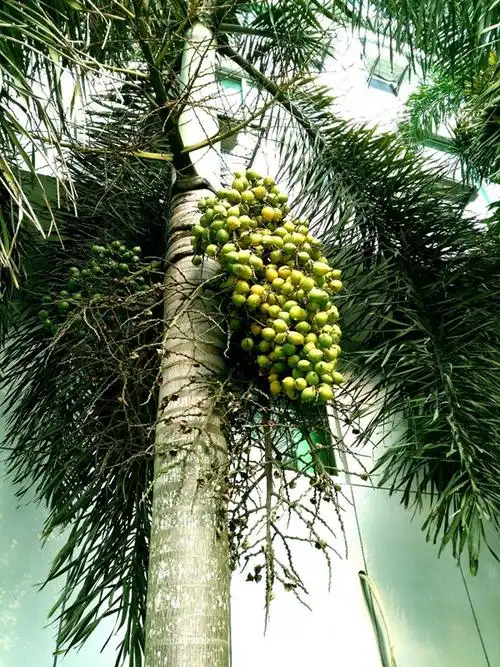 狐尾椰子的果实能吃吗?