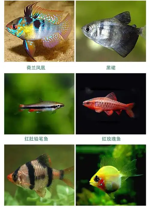 云峰海瑞小型热带鱼观赏鱼活体红绿灯鱼淡水水族鱼宠物接吻鱼虎四间鱼