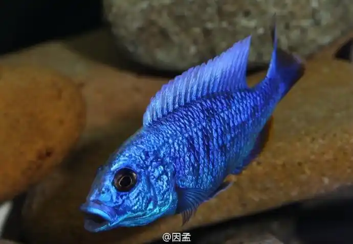 一对大公银背蓝阿里 - 江苏鱼友俱乐部 - cta南美水族 - powered by d