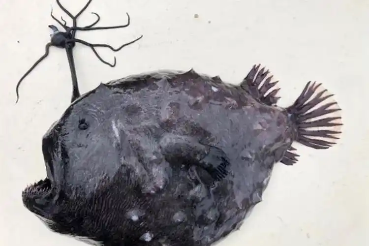 加州惊见稀有黑色触须灯笼鱼