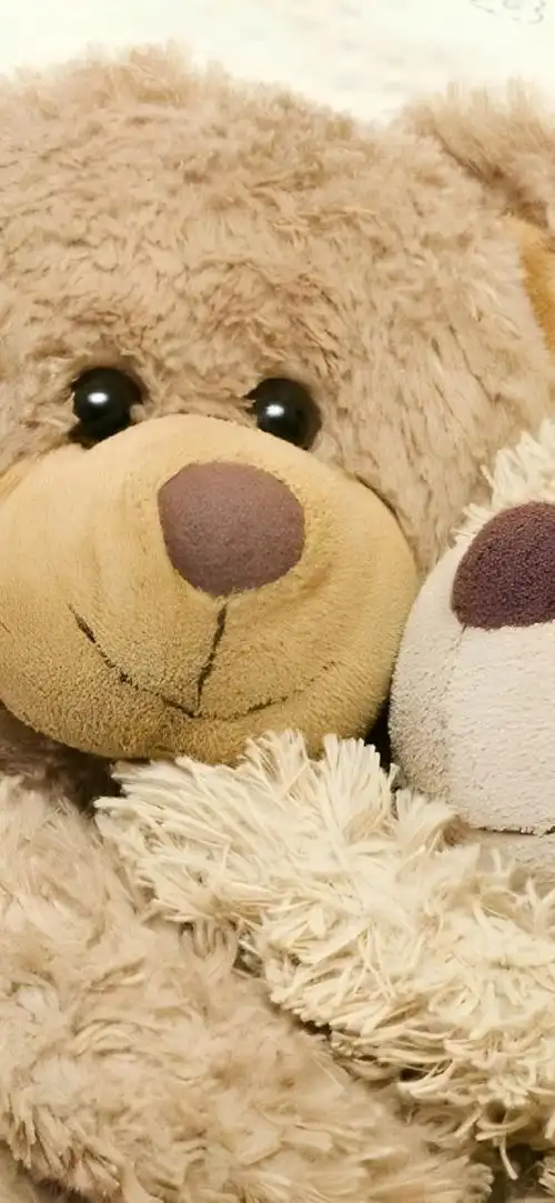 高清壁纸无水印#可爱的泰迪熊壁纸