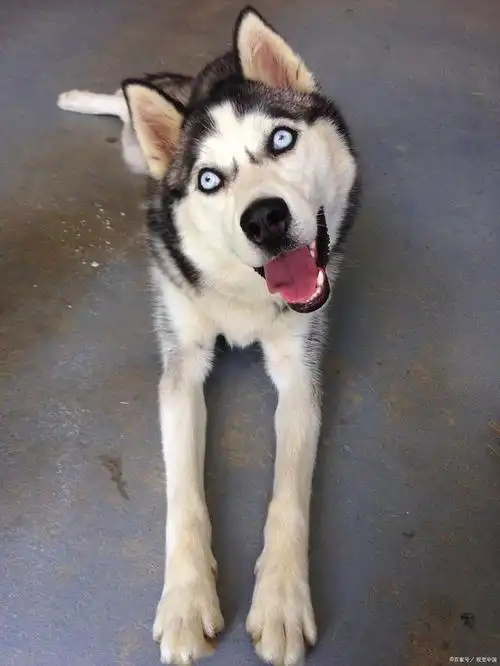 惊奇哈士奇:揭示这一北极犬种不为人知的趣事和传说