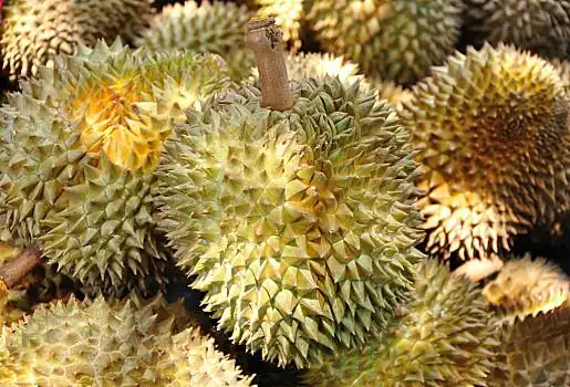 榴莲局部图片_榴莲局部图片大全_榴莲局部图片素材