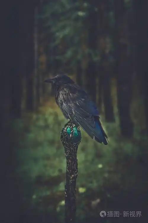 万圣节放假10月31黑乌鸦在一根棍子在黑暗的森林