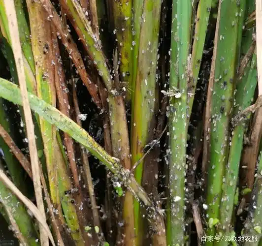 褐飞虱大发生,预示着稻飞虱有暴发成灾的可能,科学用药早防治