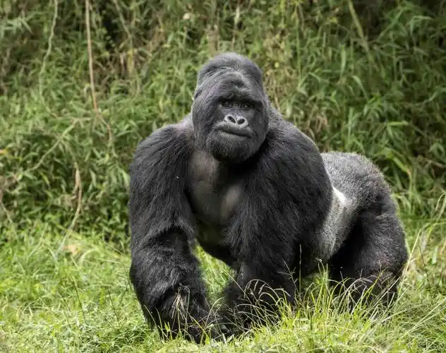 the total world population of endangered mountain gorillas is