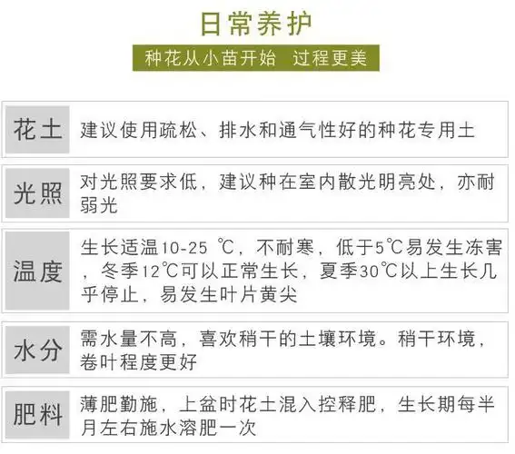 冬季养吊兰有三个小技巧 即使在冬天也能长成"绿色瀑布"!