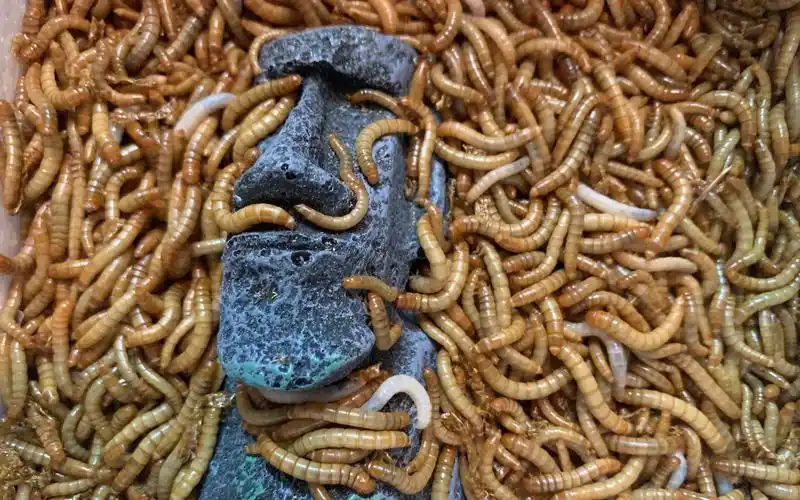 2000条面包虫啃泡沫箱子_哔哩哔哩_bilibili