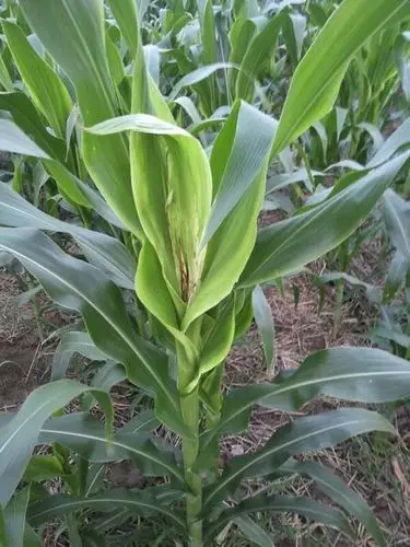 玉米这是什么病?烂心,边缘发黄,怎么治疗?
