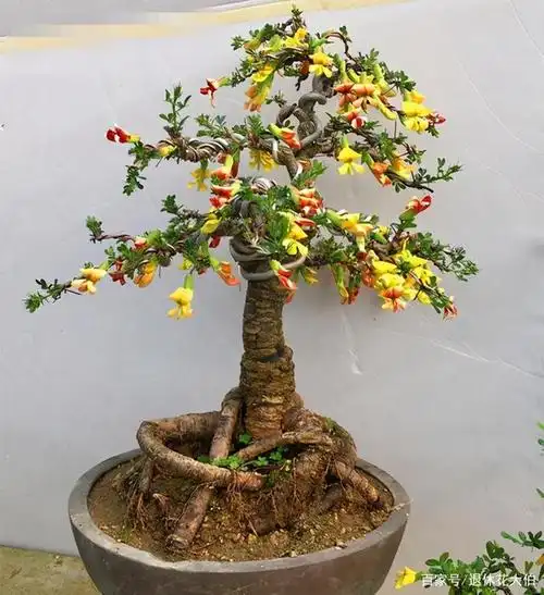 金雀盆景养殖方法和注意事项
