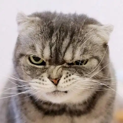 分享一组很可爱很凶的猫咪照片