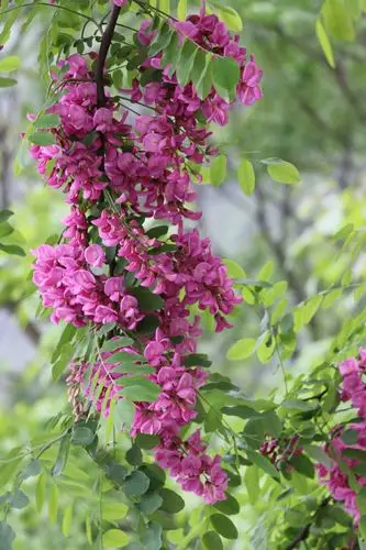 秦岭山中的槐花依旧红