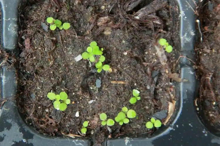 如何处理六倍利的种子